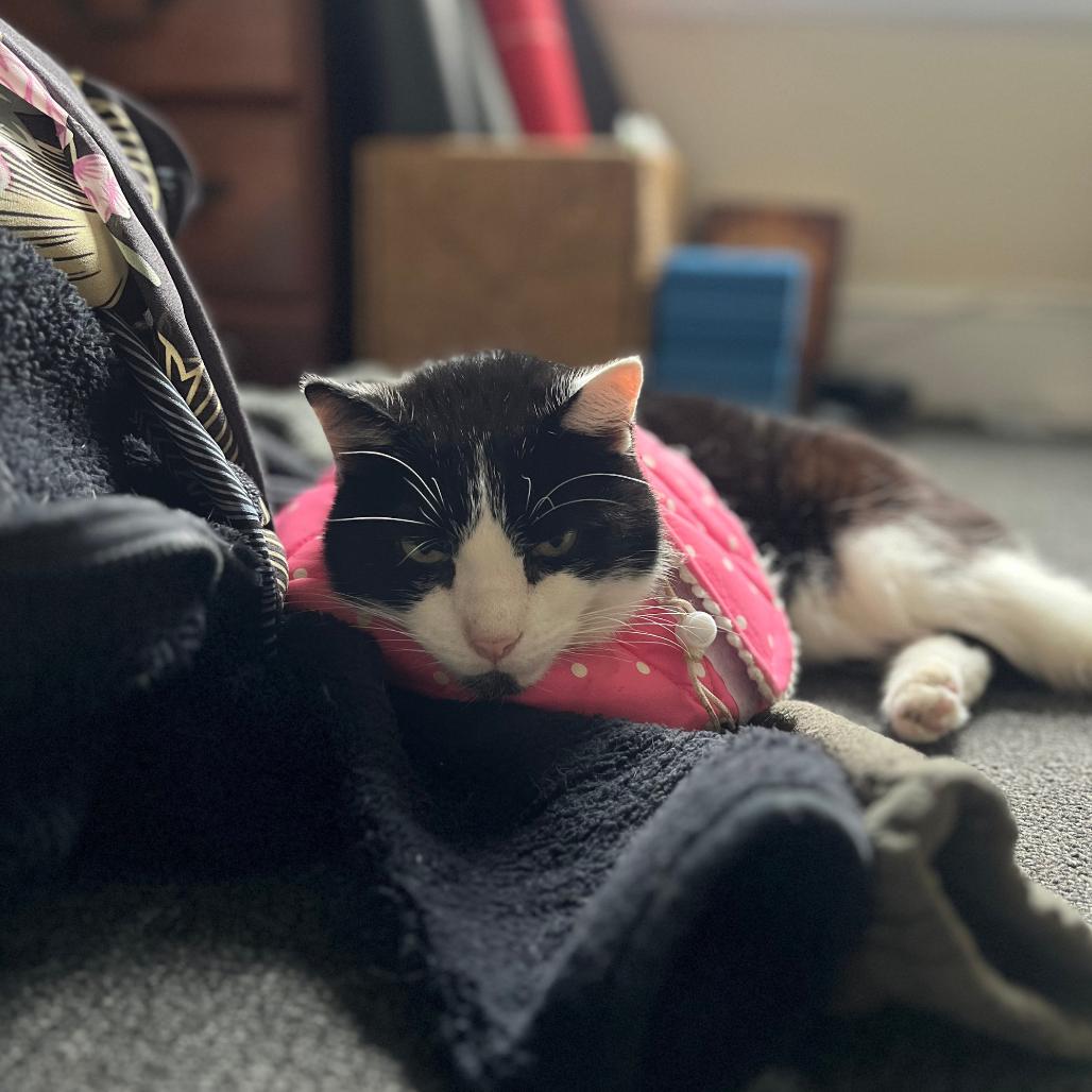 Enlarge Master Splinter, a Adoptable Domestic Short Hair in Philadelphia, PA image 4/6