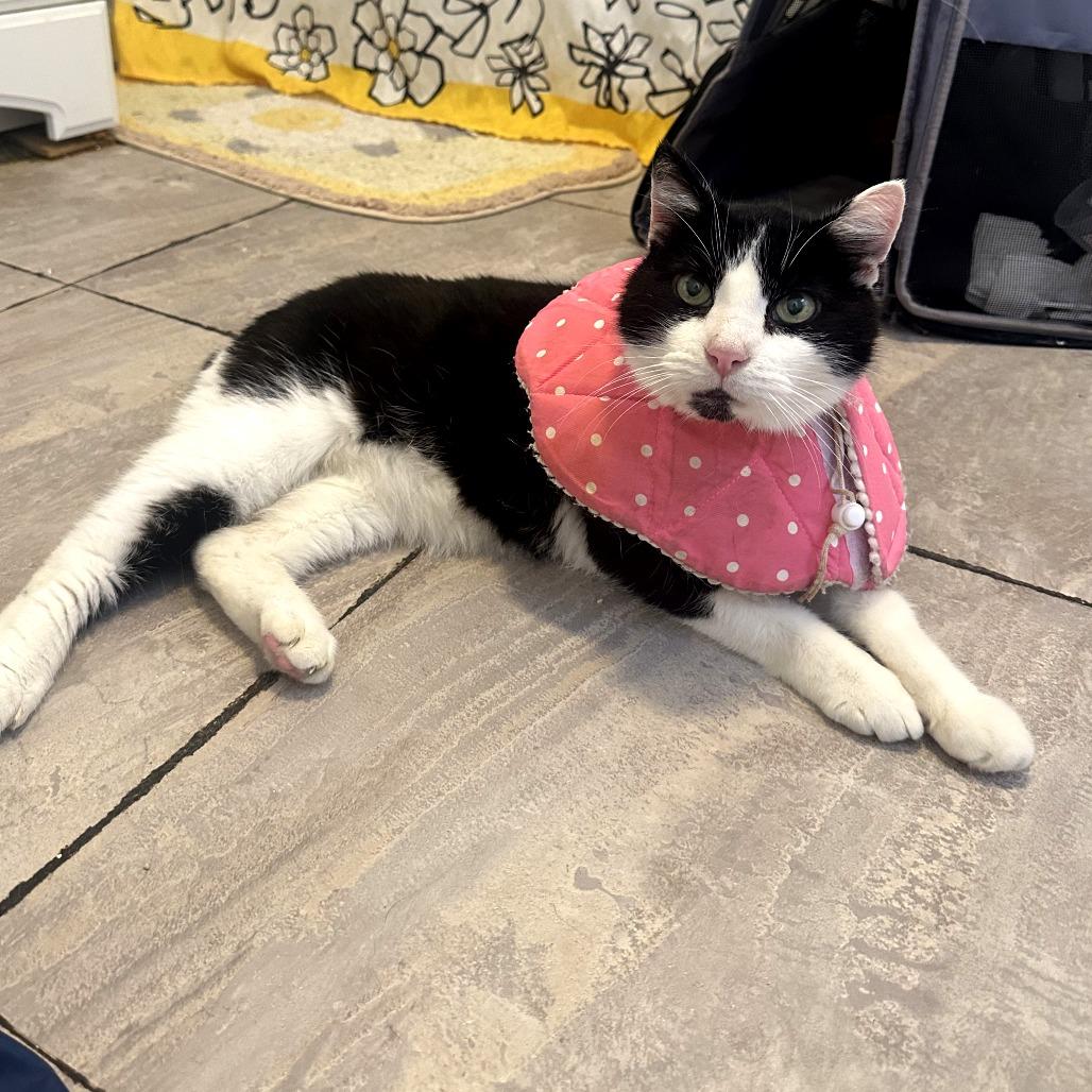 Enlarge Master Splinter, a Adoptable Domestic Short Hair in Philadelphia, PA image 5/6