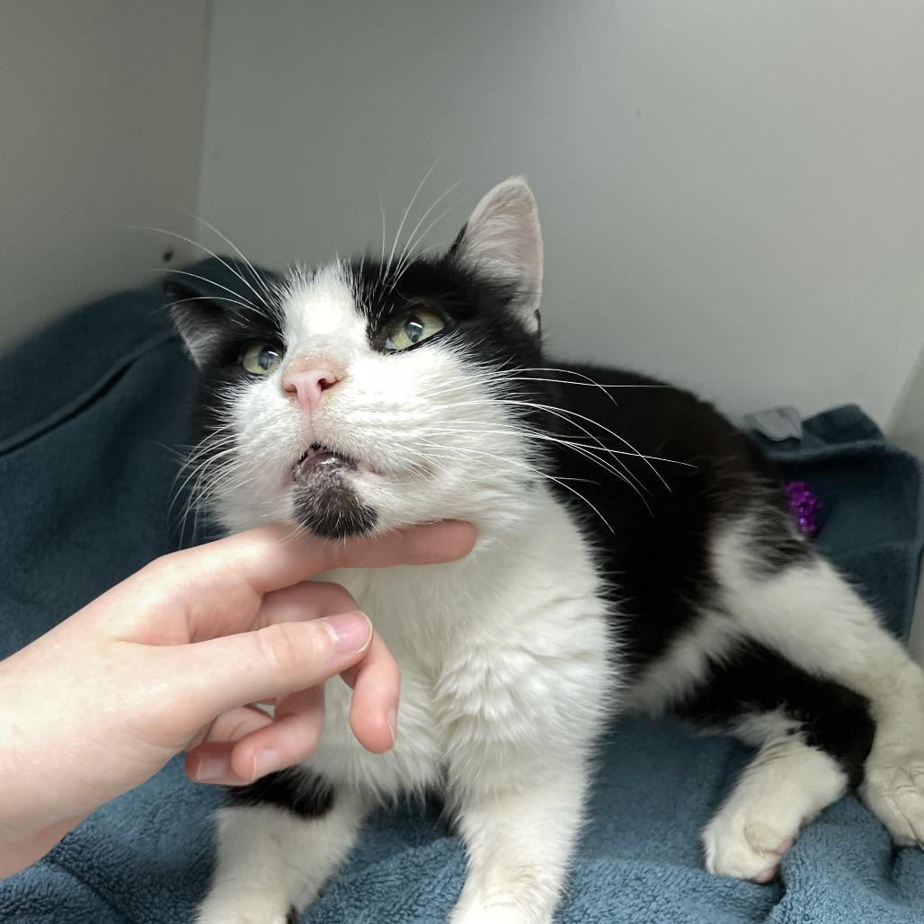 Enlarge Master Splinter, a Adoptable Domestic Short Hair in Philadelphia, PA image 6/6