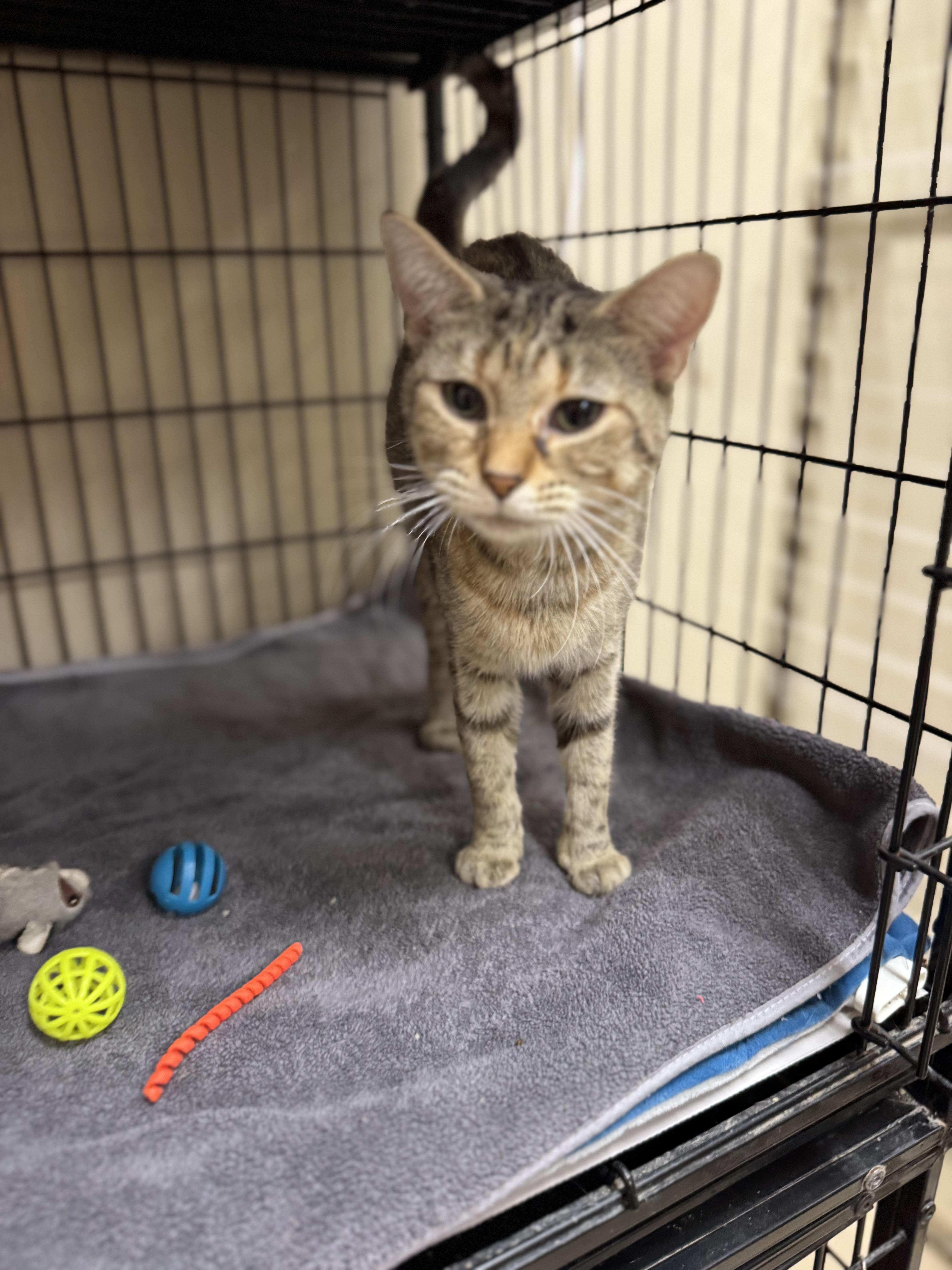 Lottie, a Adoptable Tabby image 2/2