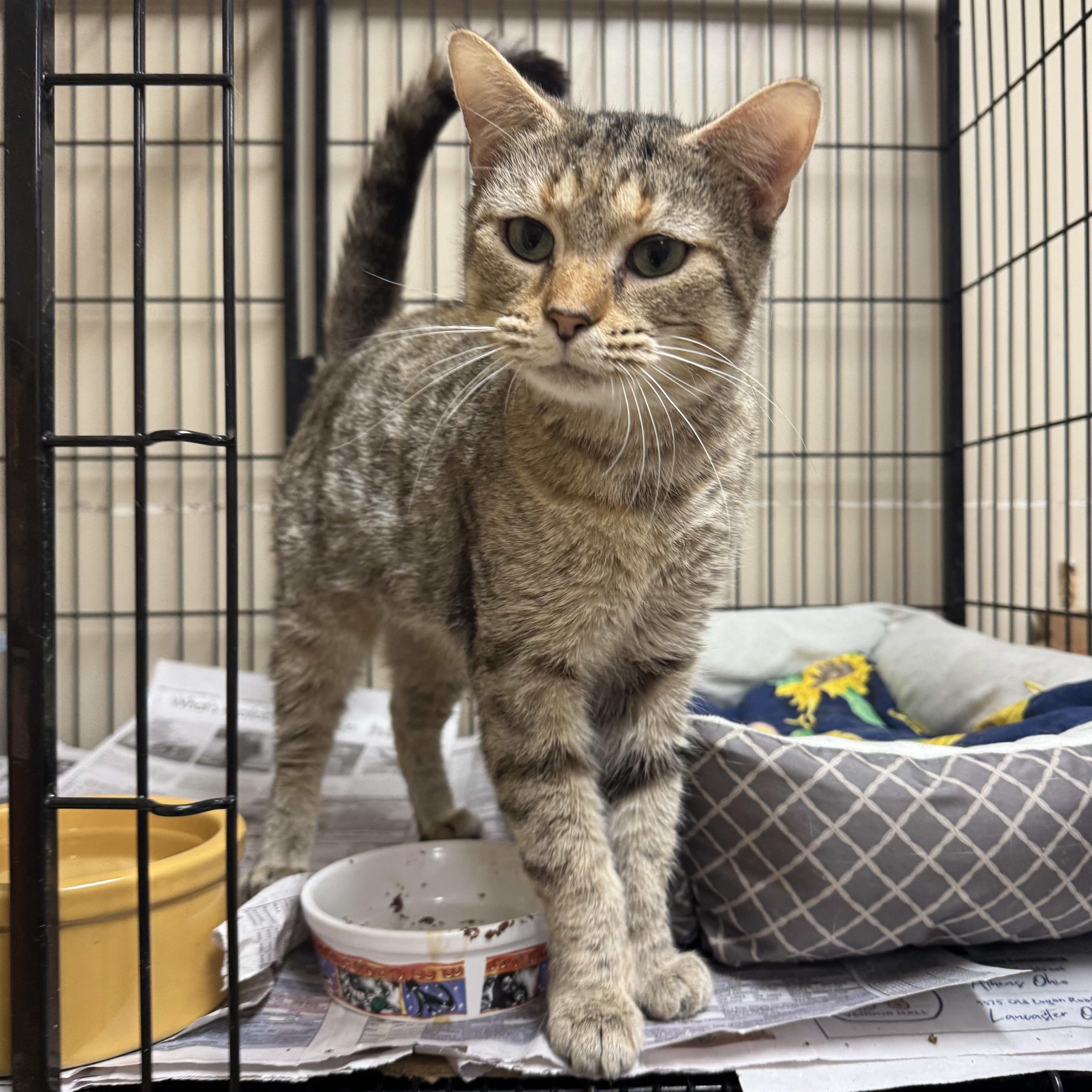 Lottie, a Adoptable Tabby image 1/2