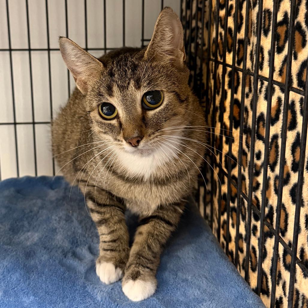 Enlarge Puddin', a Adoptable Domestic Short Hair in Las Vegas, NV image 1/1