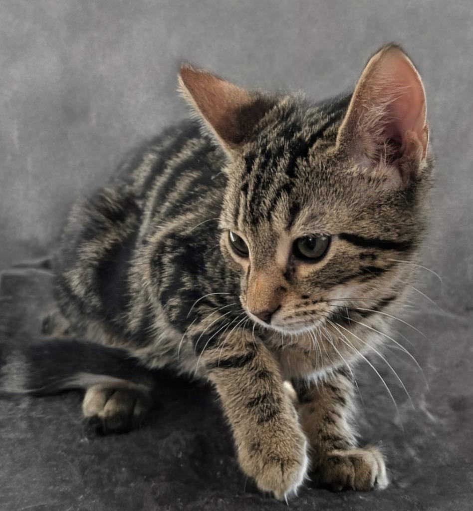 Ricky A2723754, Adopted, Kitten Male Domestic Short Hair.