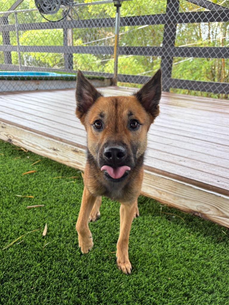 Enlarge Arlo, a Adoptable Mixed Breed in Morristown, NJ image 2/2