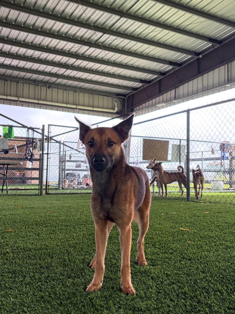 Enlarge Arlo, a Adoptable Mixed Breed in Morristown, NJ image 1/2