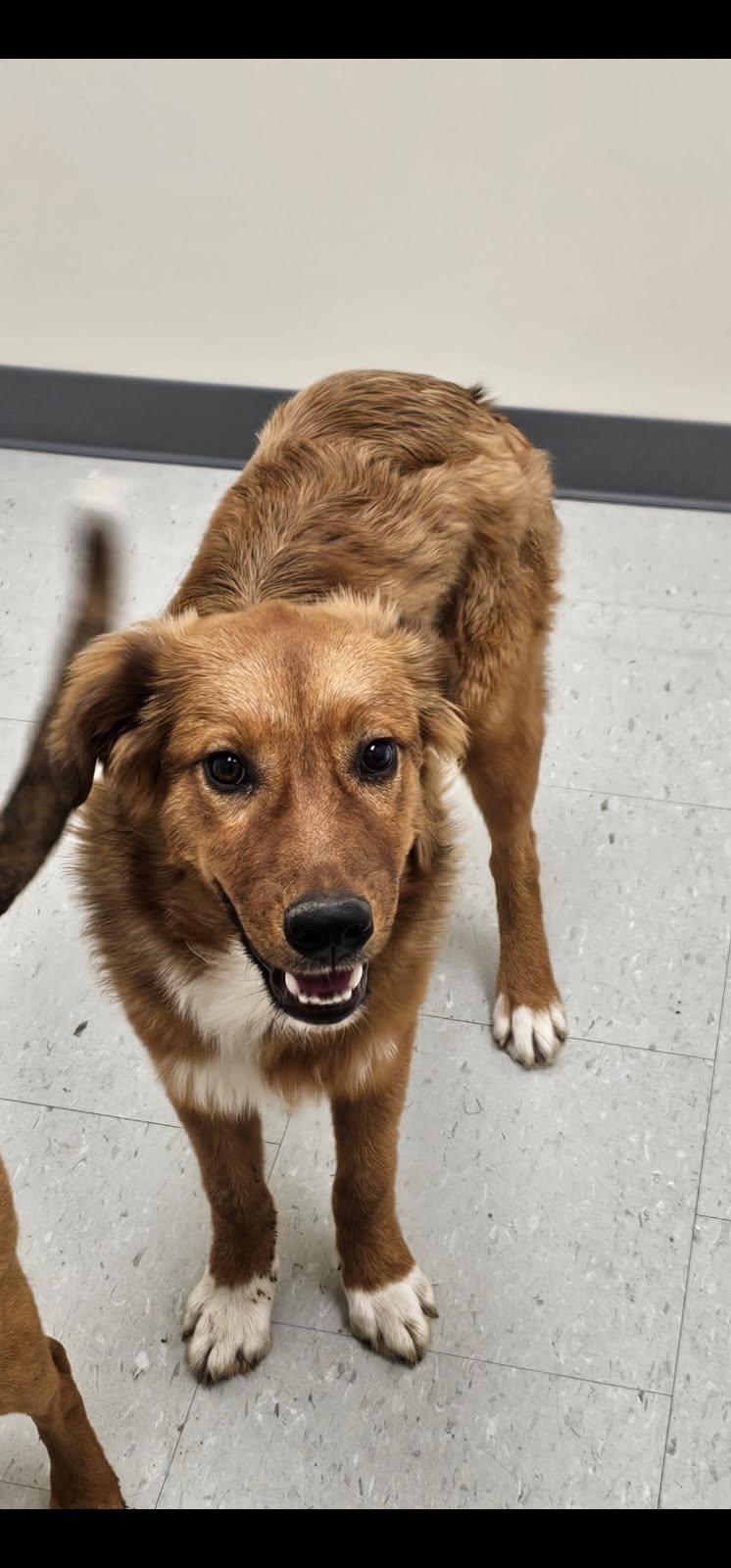Rover, ADOPTABLE, Young Male Mixed Breed.