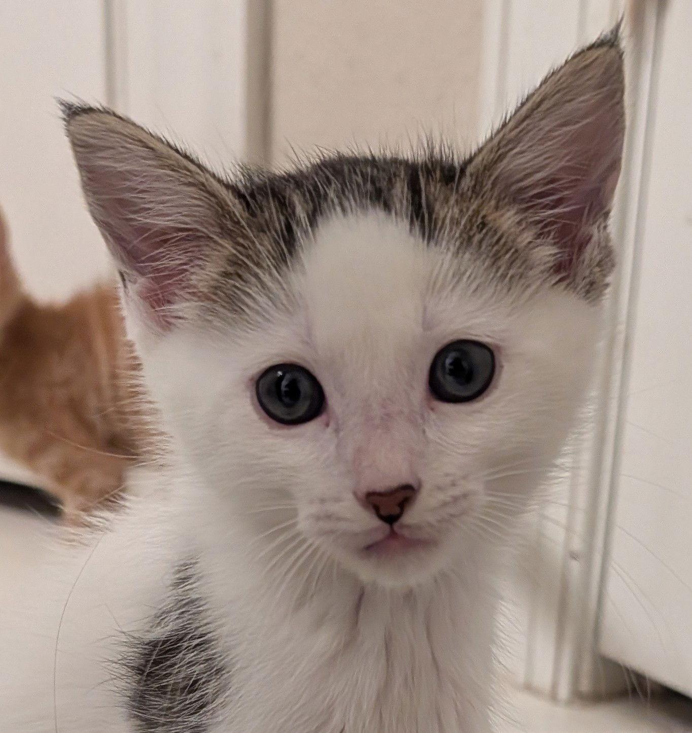 Enlarge Bennett 10.15.25, a Adoptable Domestic Short Hair in Apopka, FL image 1/2