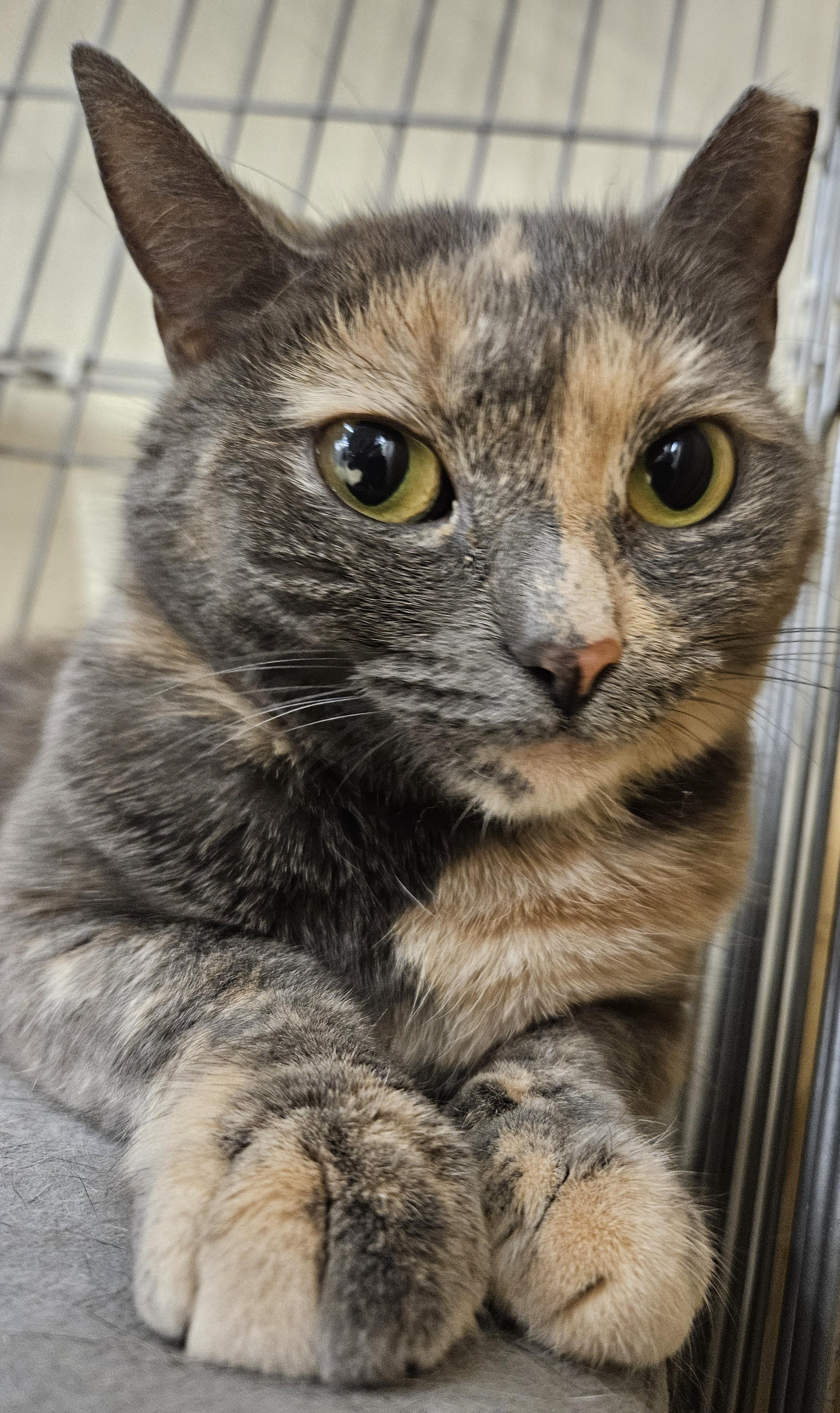 Addy, a ADOPTABLE mixed breed in Wethersfield, CT image 3/4