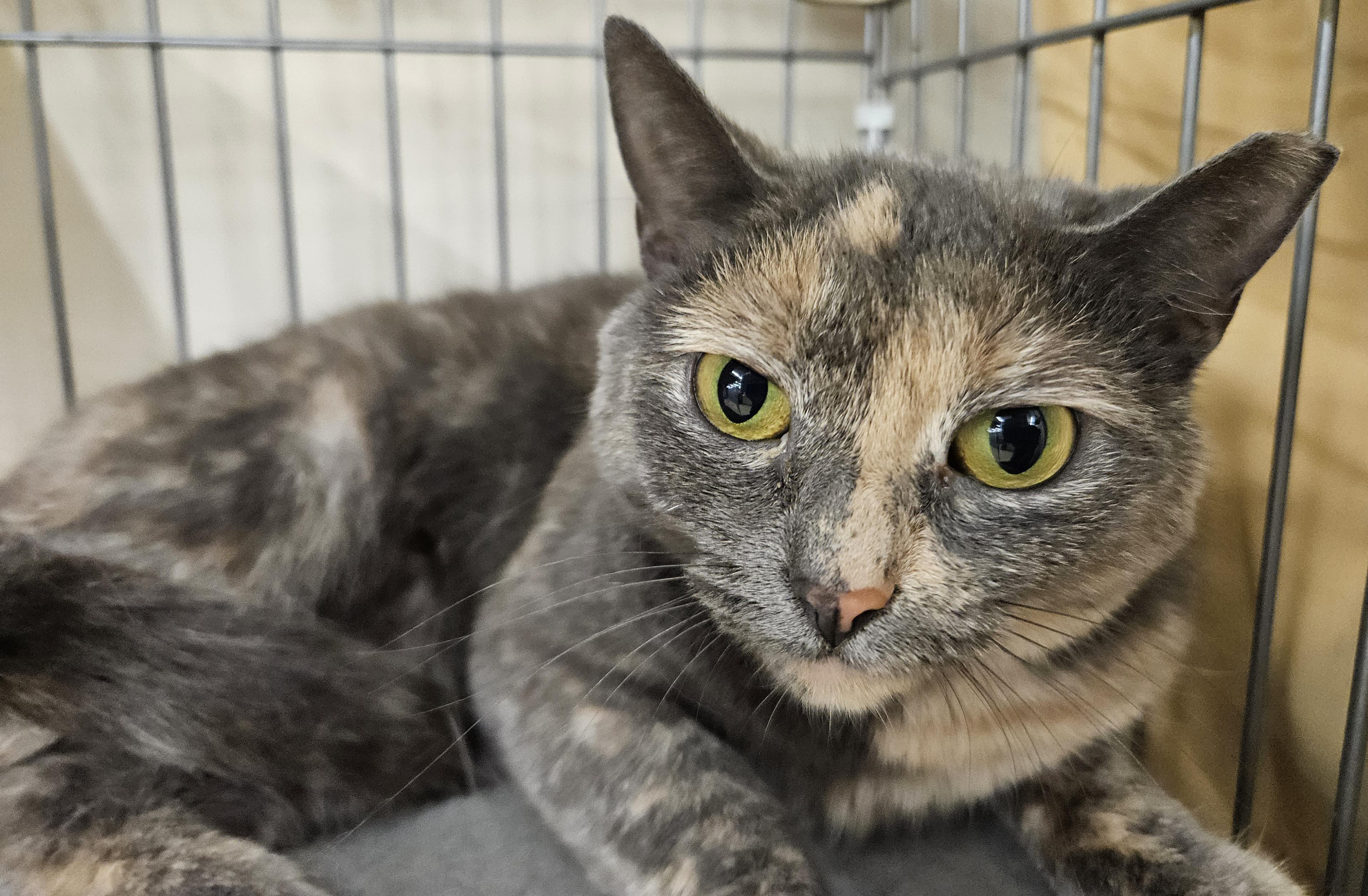 Addy, a ADOPTABLE mixed breed in Wethersfield, CT image 4/4