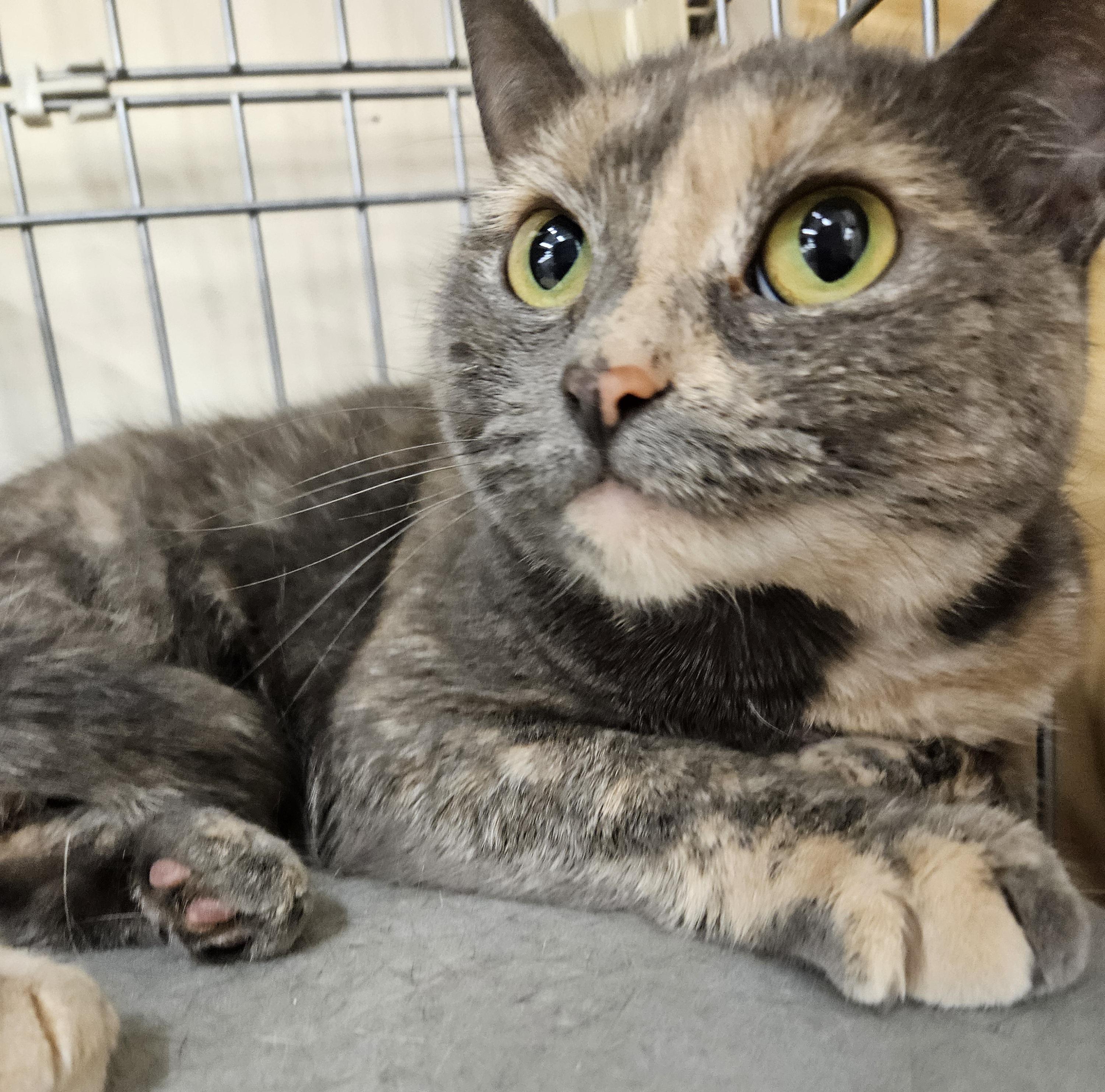 Addy, ADOPTABLE, Young Female Dilute Tortoiseshell & Dilute Calico.