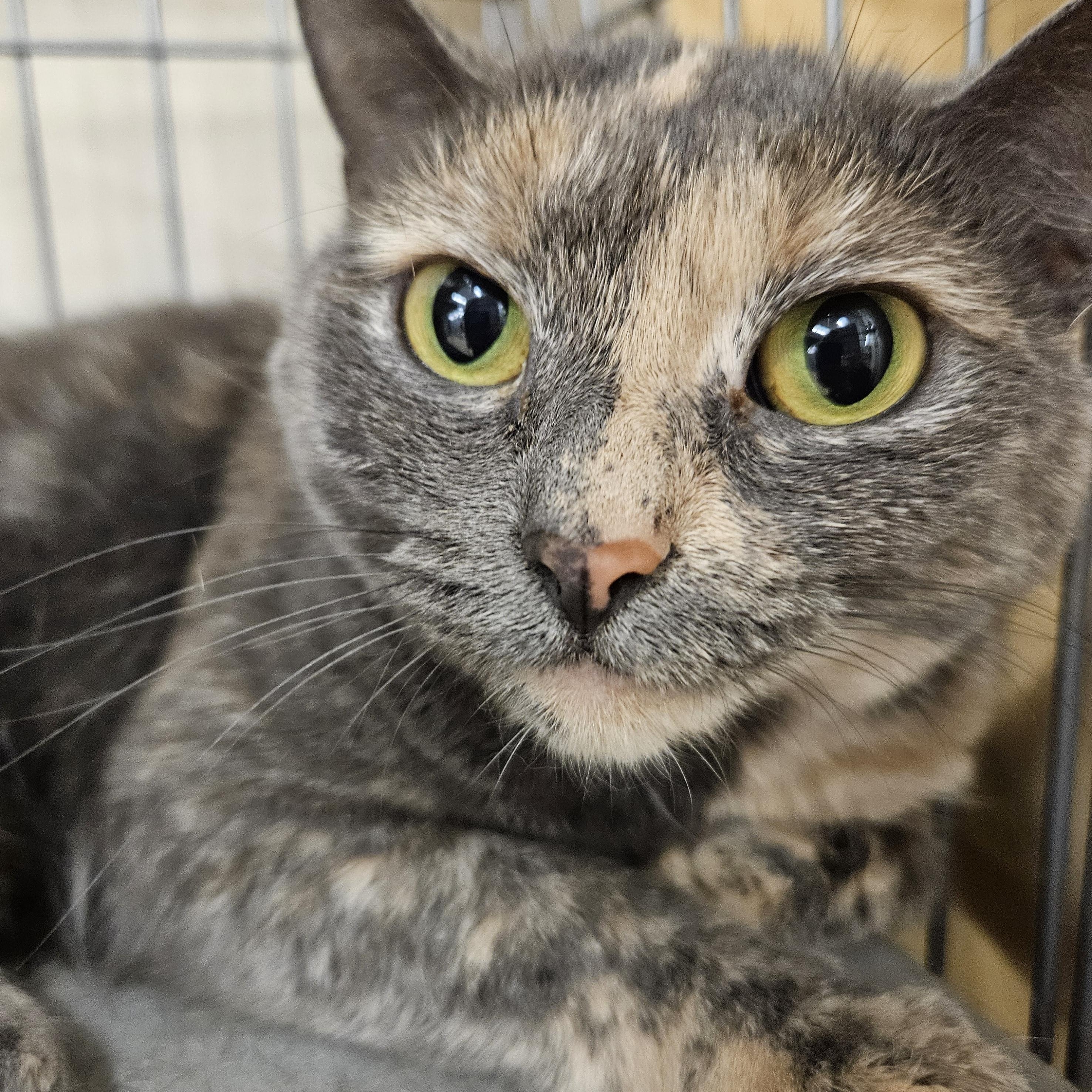 Addy, a ADOPTABLE mixed breed in Wethersfield, CT image 1/4