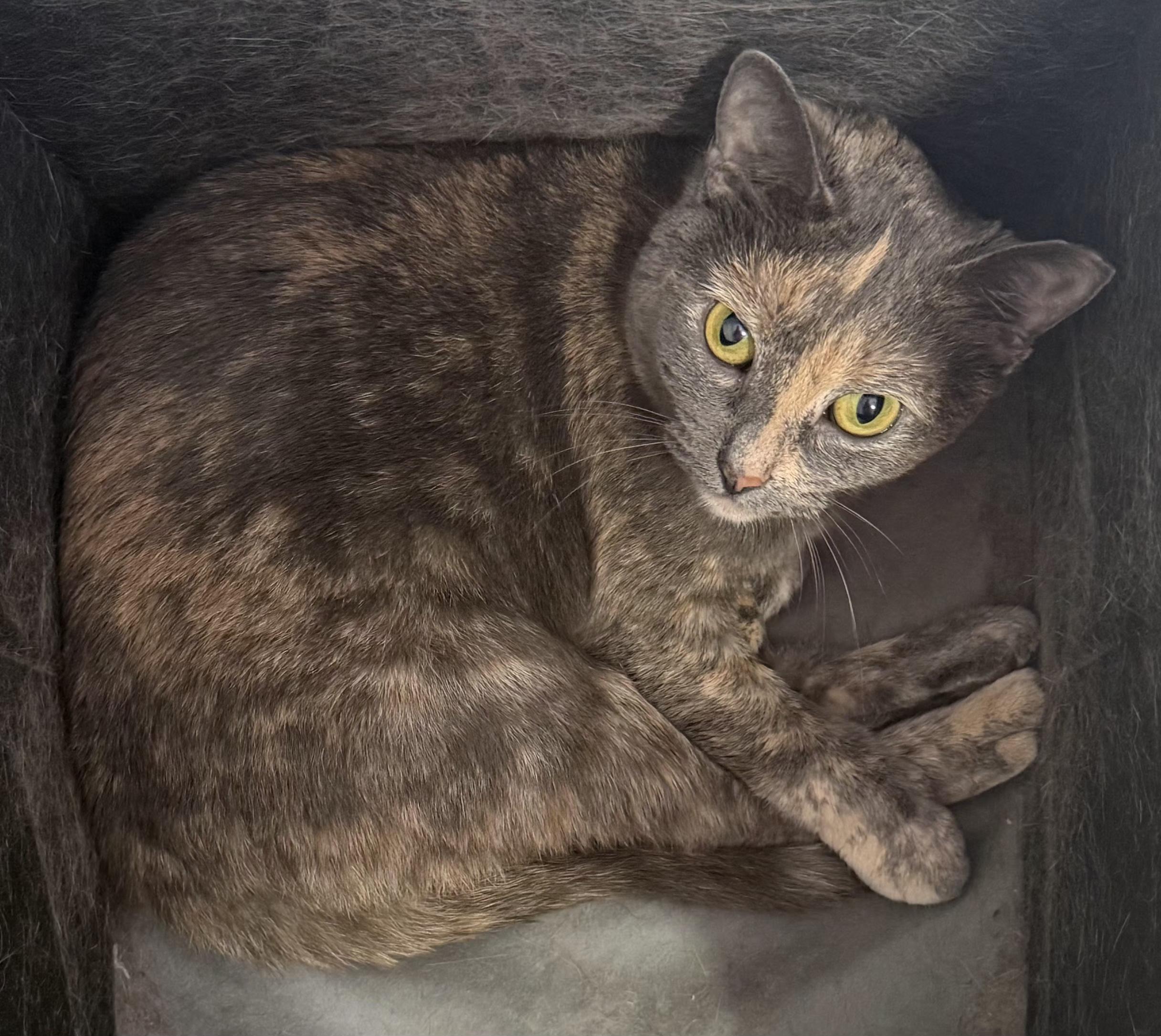 Addy, a ADOPTABLE mixed breed in Madison, CT image 6/6