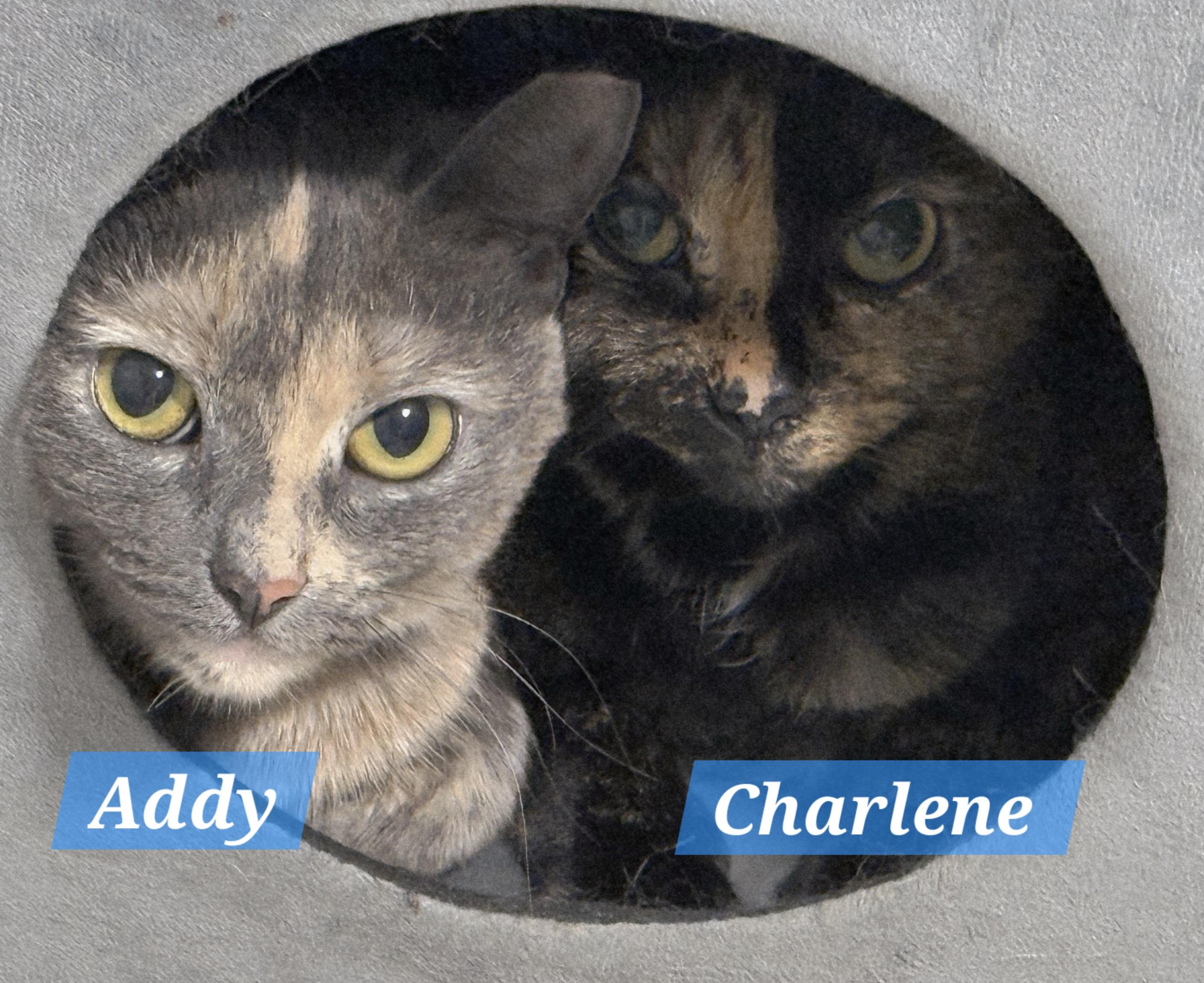 Enlarge Addy & Charlene-BONDED PAIR, a Adoptable mixed breed in Madison, CT image 2/5