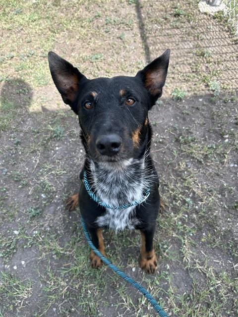 RORY, Adoptable, Young Male Australian Cattle Dog / Blue Heeler & Mixed Breed.