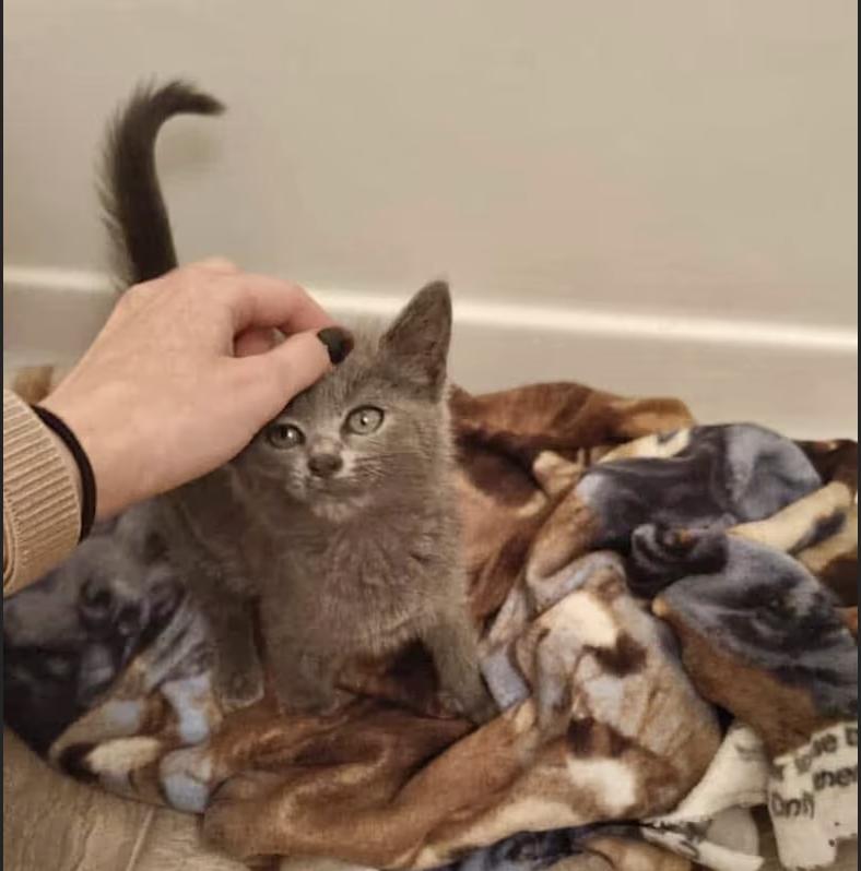 Enlarge Skylar, an adopted Domestic Short Hair in LITTLE MOUNTAIN, SC image 1/1