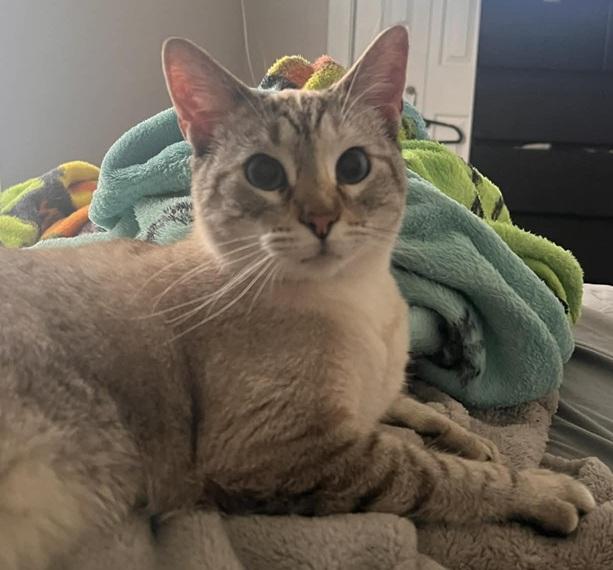 Enlarge Guinevere, an adopted Siamese in Waxahachie, TX image 1/2