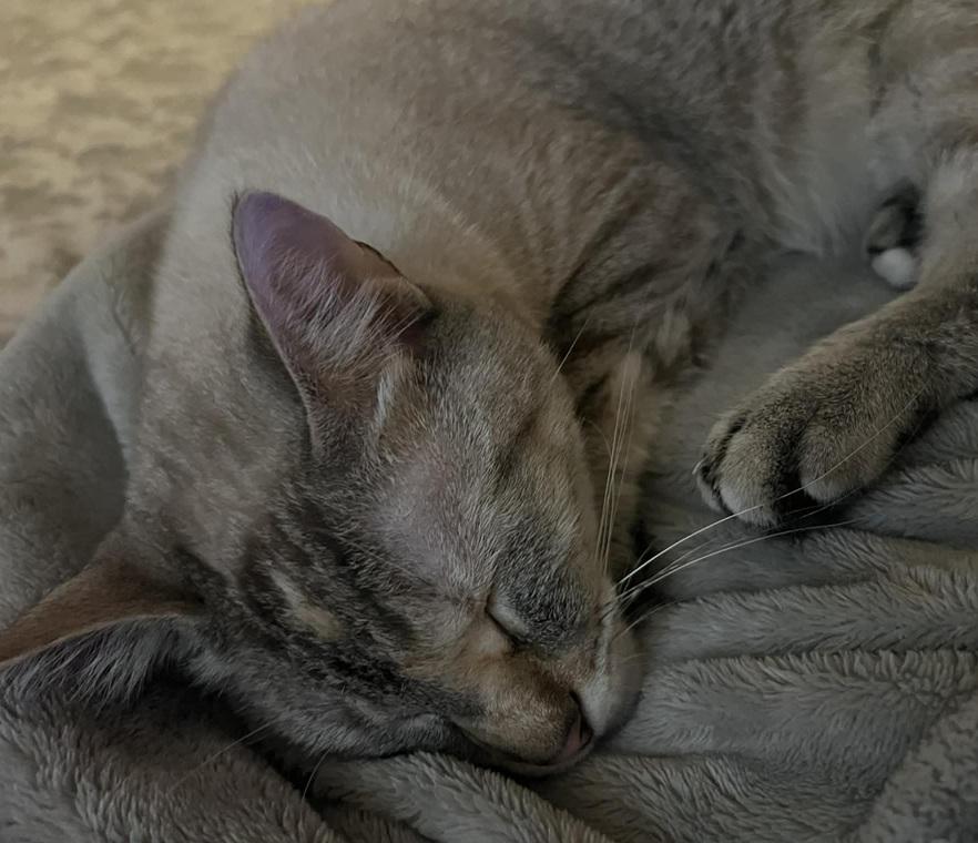 Enlarge Guinevere, an adopted Siamese in Waxahachie, TX image 2/2