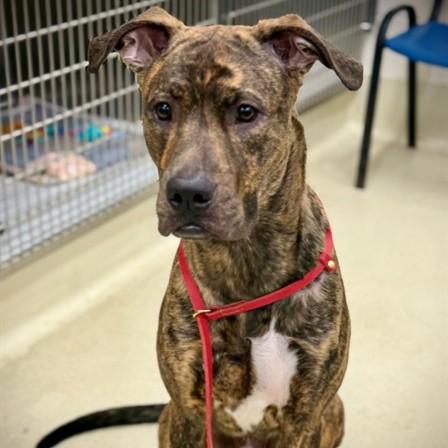 Apollo- 52919, a ADOPTABLE mixed breed in Columbia, MD image 2/2