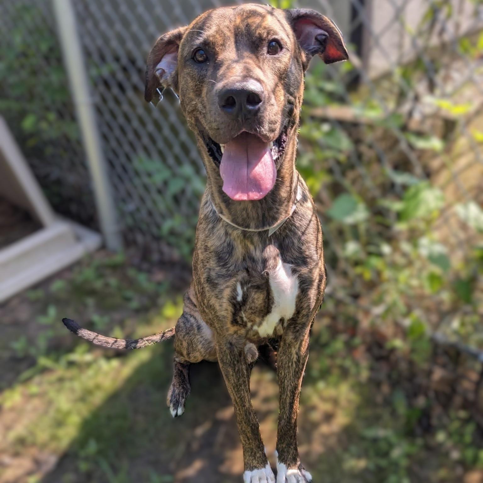 Apollo- 52919, ADOPTABLE, Young Male Boxer.