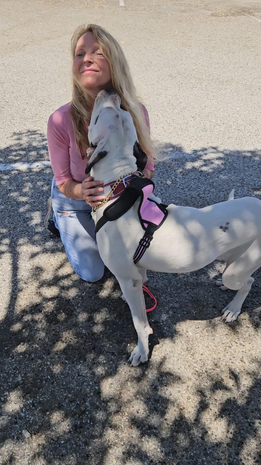 Enlarge Adorable Snow Dove loves All, a Adoptable Dogo Argentino in Encinitas , CA image 5/6
