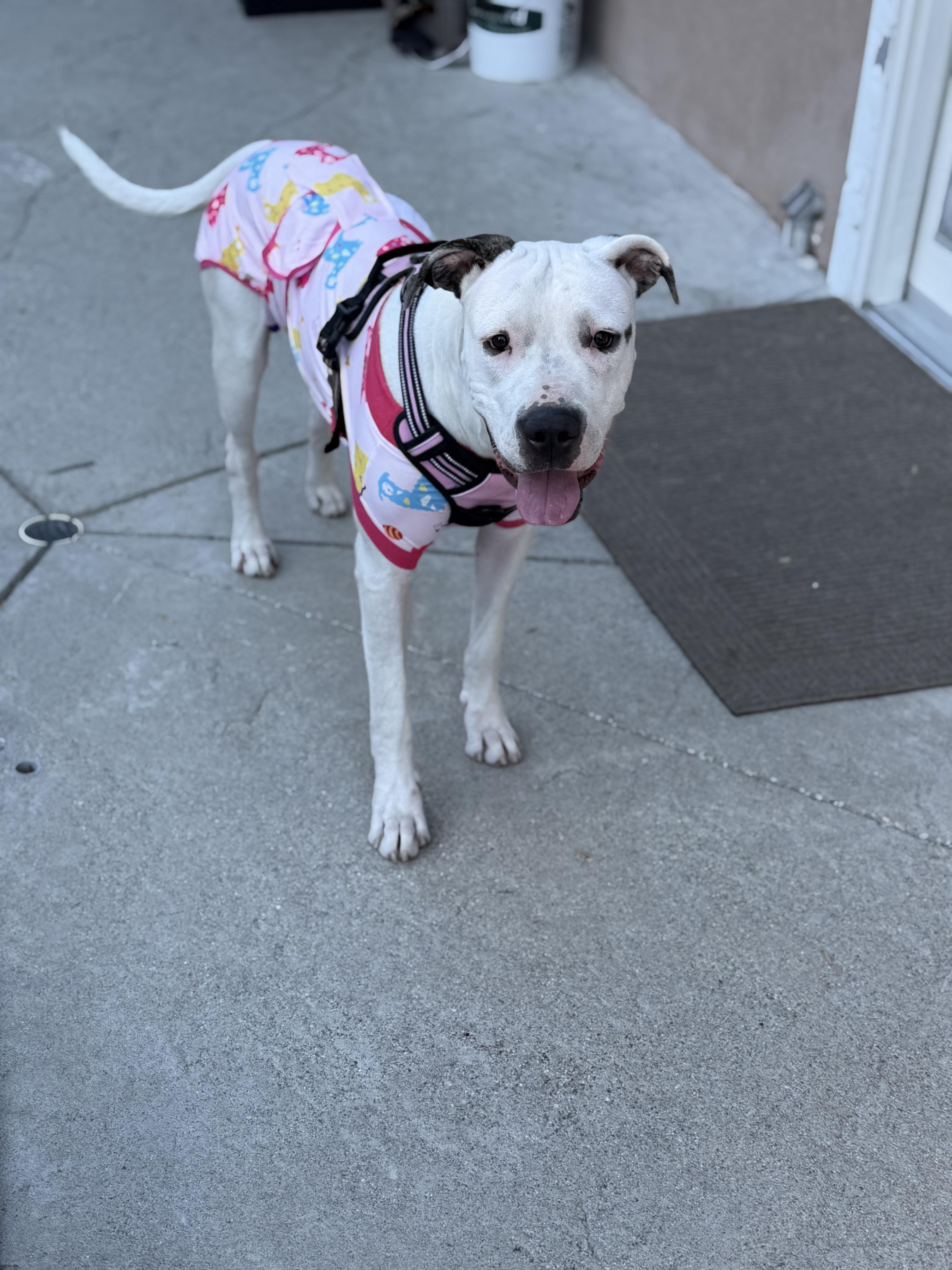 Enlarge Adorable Snow Dove loves All, a Adoptable Dogo Argentino in Encinitas , CA image 4/6