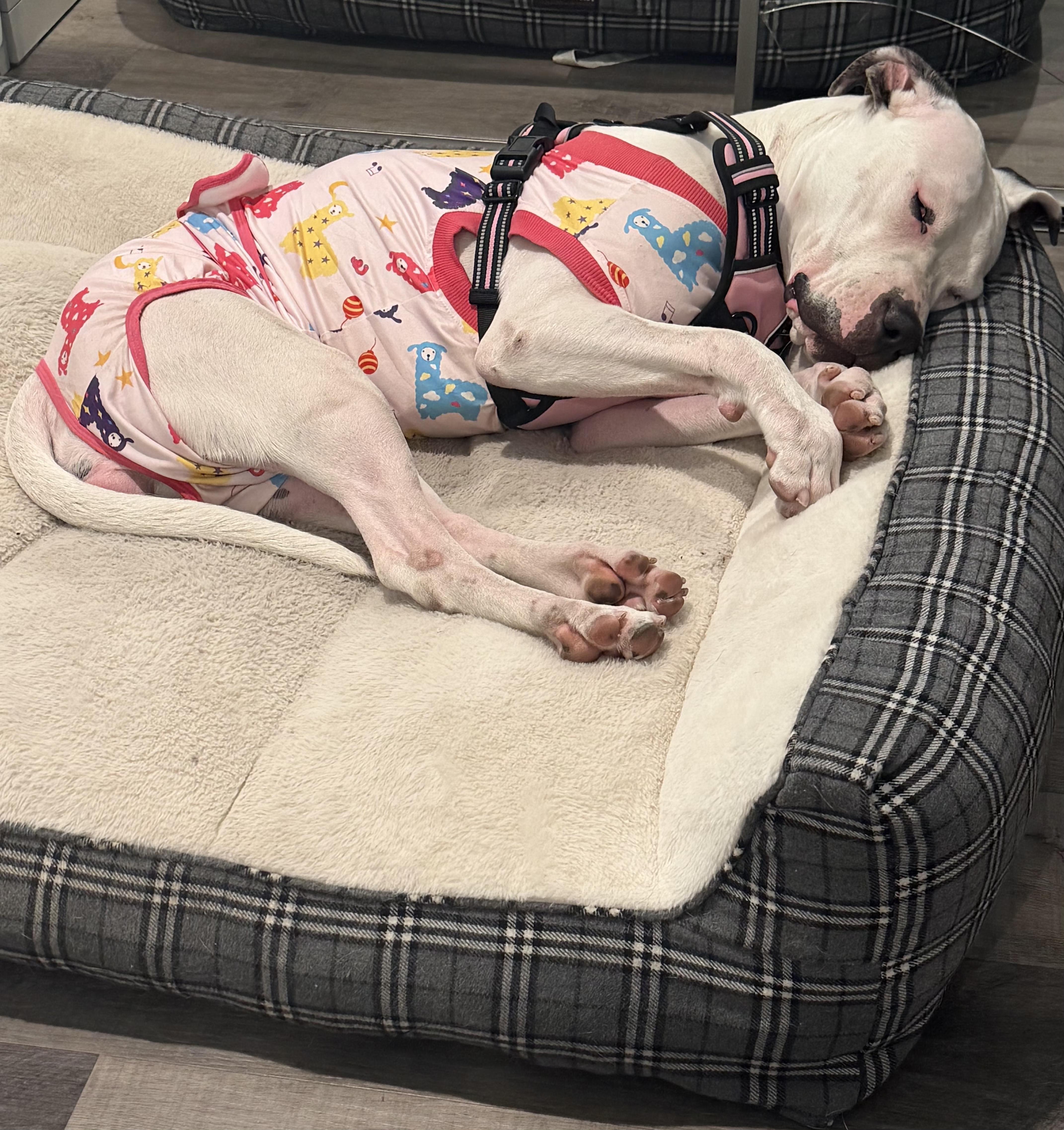 Enlarge Adorable Snow Dove loves All, a Adoptable Dogo Argentino in Encinitas , CA image 3/6