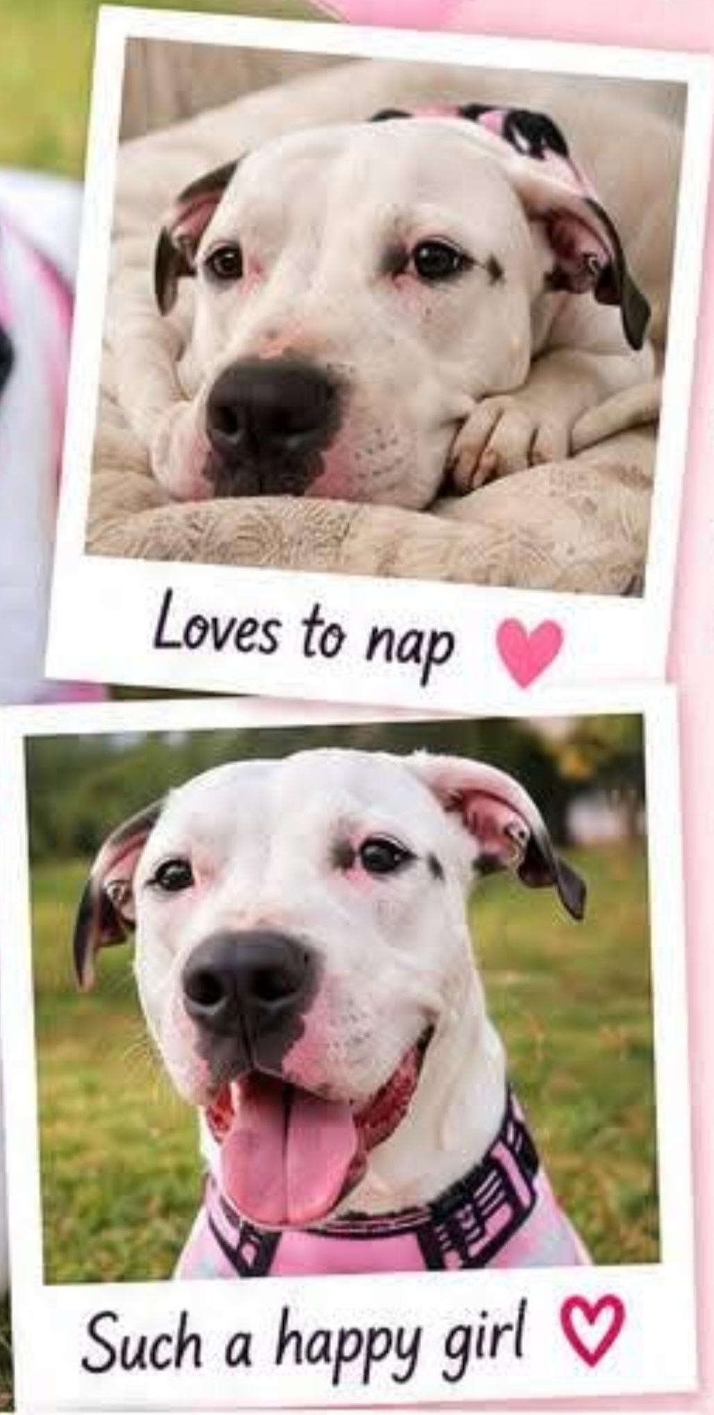 Enlarge Adorable Snow Dove loves All, a Adoptable Dogo Argentino in Encinitas , CA image 2/6