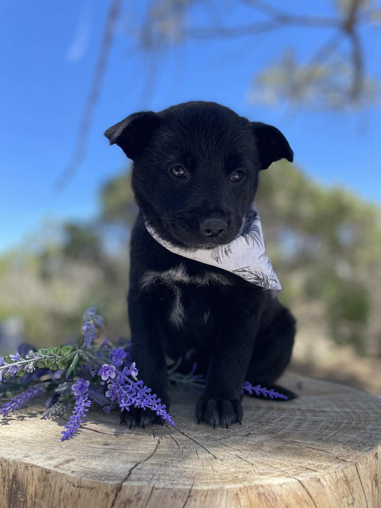 Enlarge Mabeline, a Adoptable mixed breed in Anza, CA image 1/1