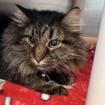 Enlarge Johnny, a other Domestic Long Hair in Lansing, MI image 1/1