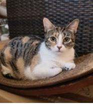 Enlarge Sushi, an adopted Domestic Short Hair in Maplewood, NJ image 1/1