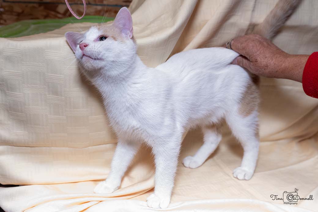 Cat for adoption Taft, a Domestic Short Hair in Cardwell, MT Petfinder