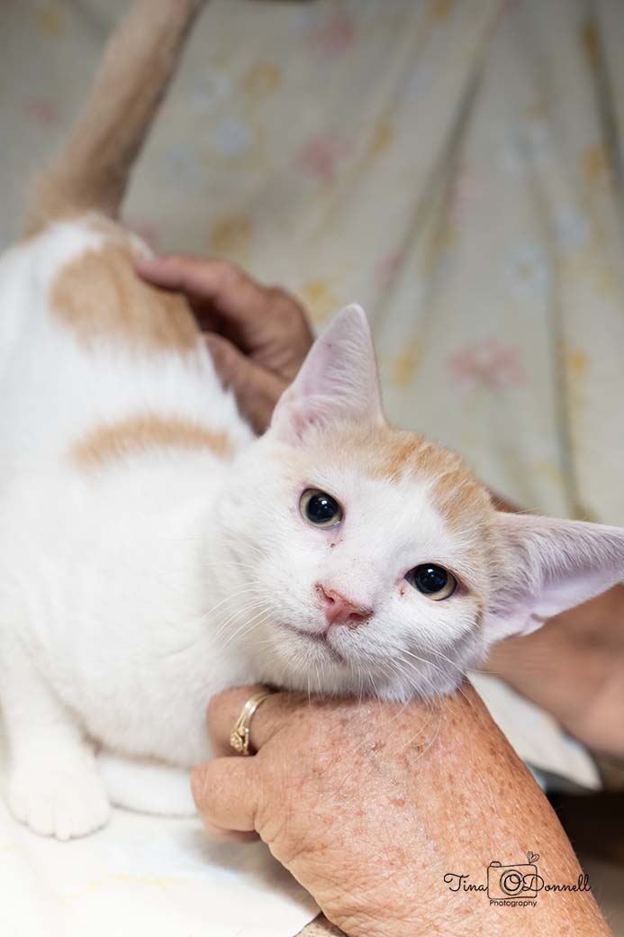 Cat for adoption Taft, a Domestic Short Hair in Cardwell, MT Petfinder