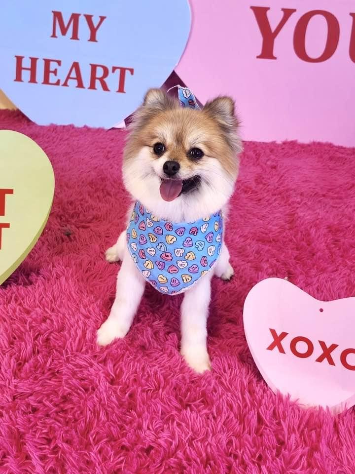 Enlarge Ginger, a Adopted Pomeranian in Lee's Summit, MO image 1/3