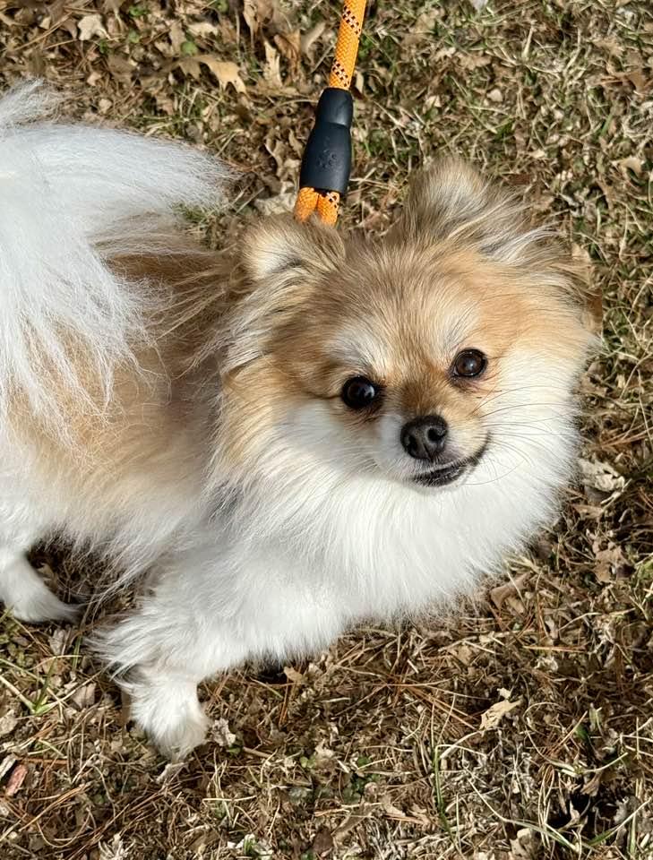 Enlarge Ginger, a Adopted Pomeranian in Lee's Summit, MO image 3/3