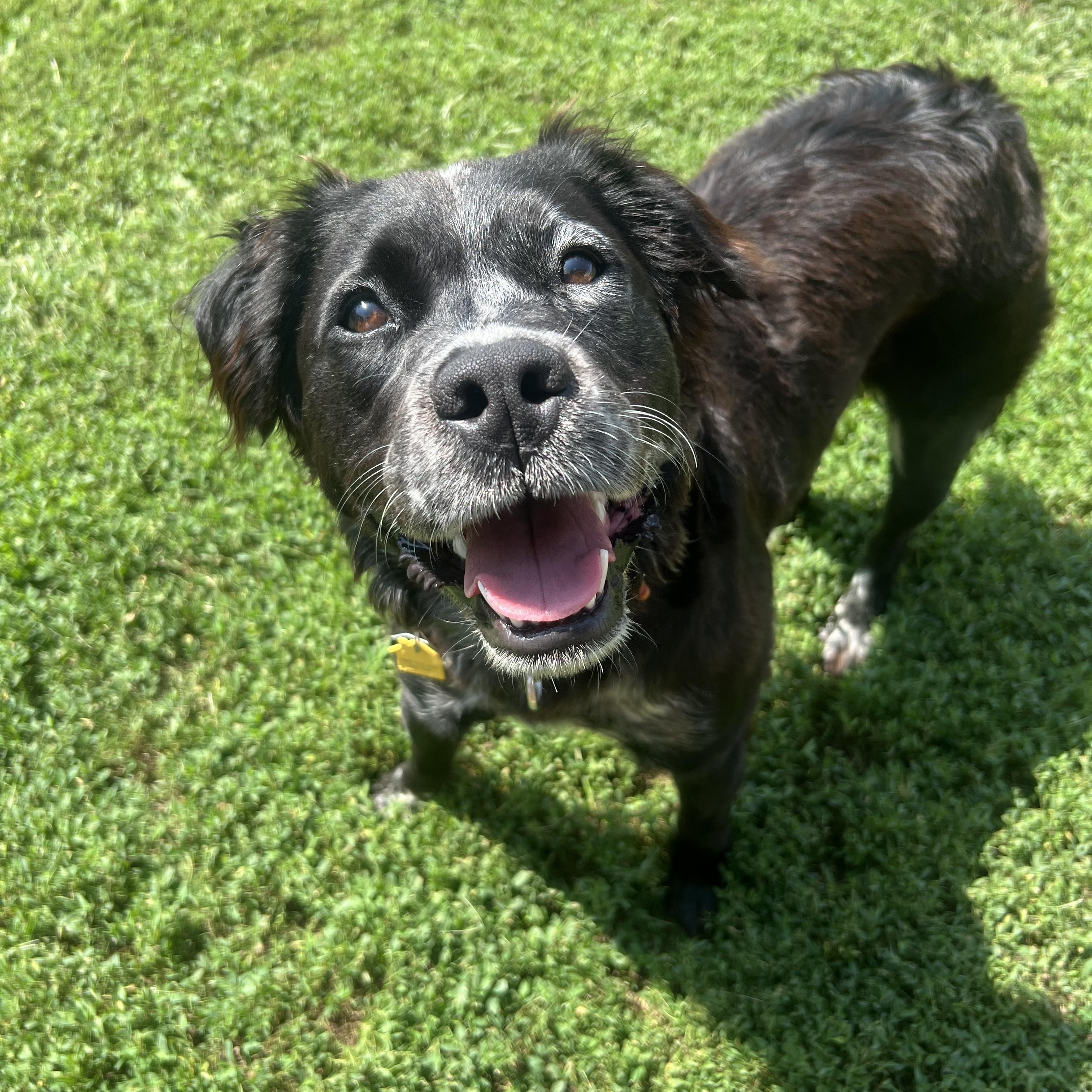 Enlarge Shelby, a Adoptable mixed breed in South Charleston, OH image 1/1