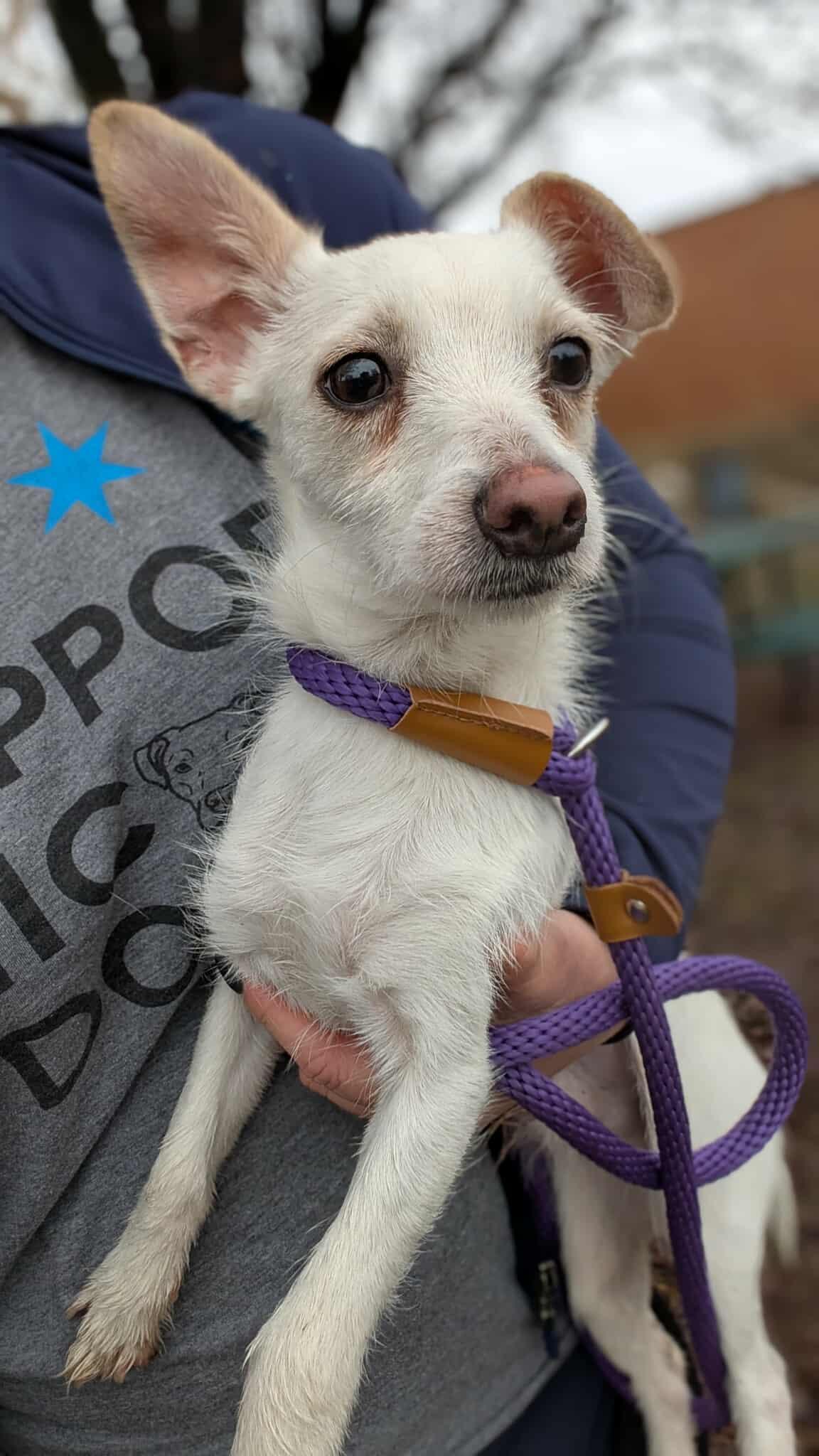 Enlarge Milo Miso, an adopted mixed breed in Palatine, IL image 1/2