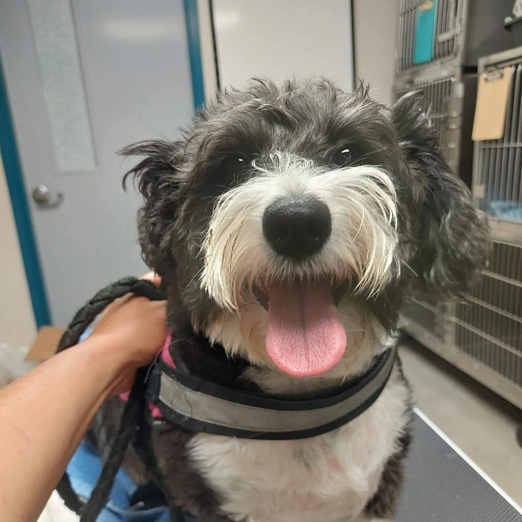 SASSY, adopted, Adult Female Poodle.