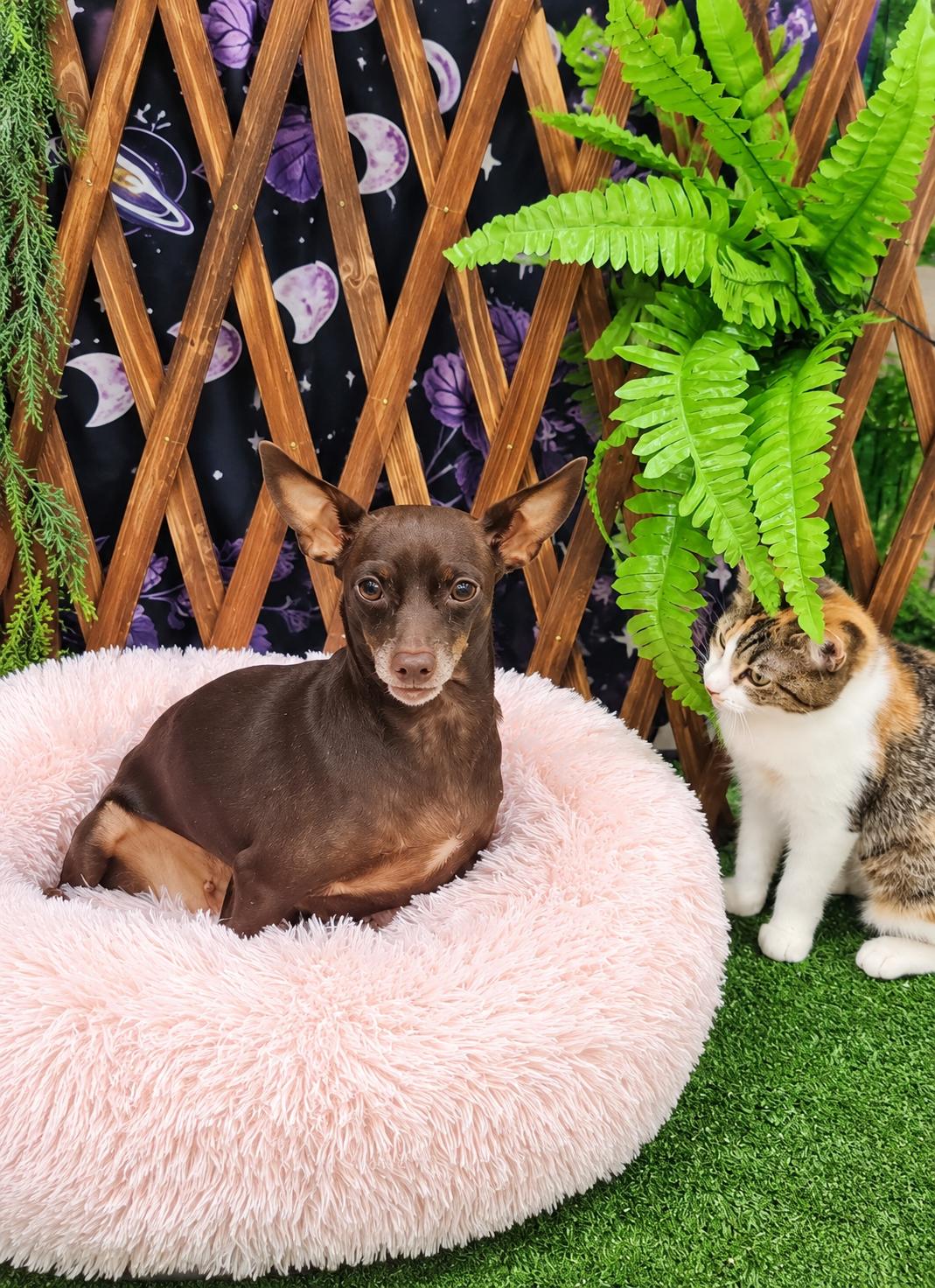 Enlarge DELILAH, a Adoptable Chihuahua in Thornhill, ON image 2/2