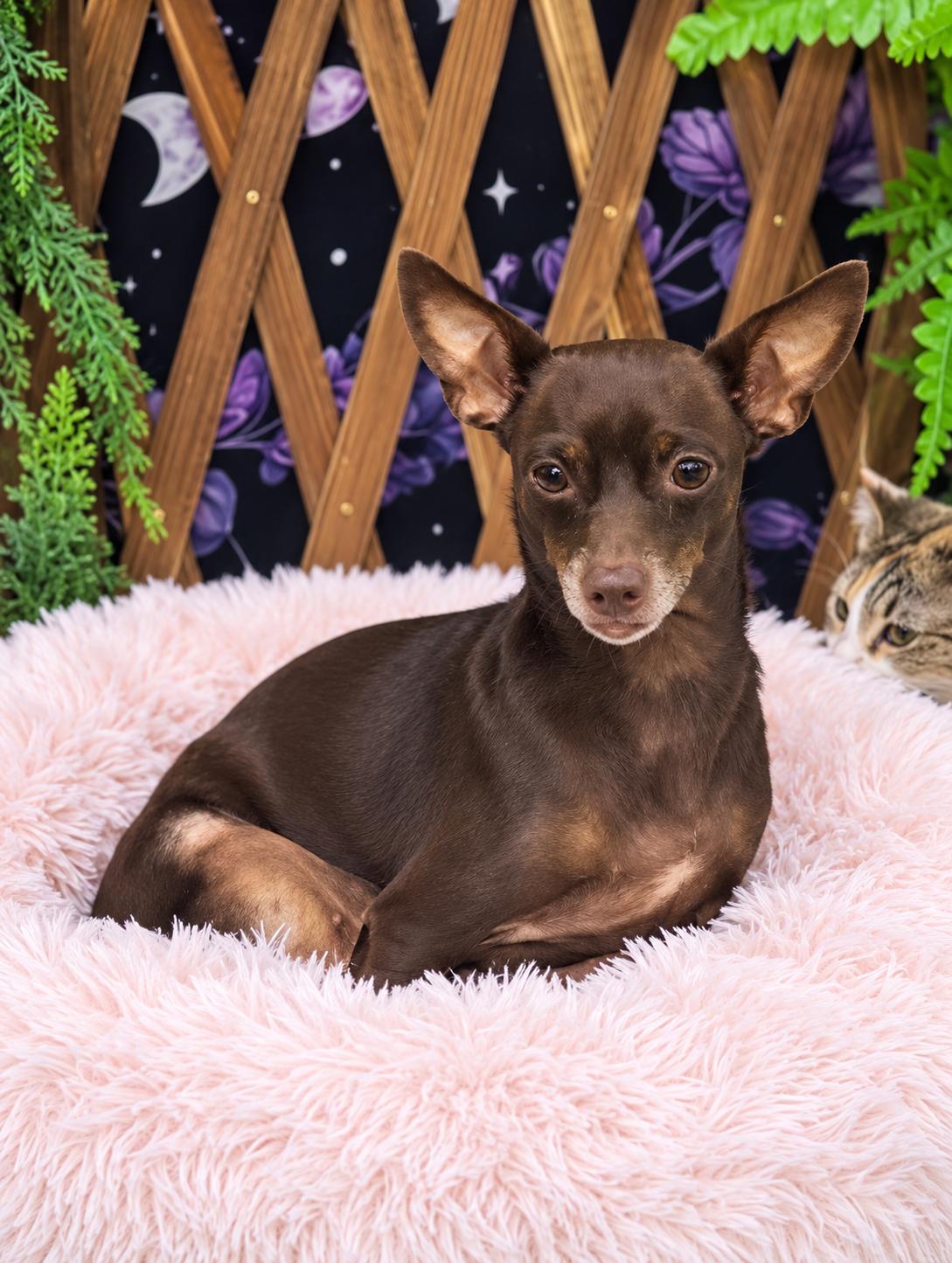 DELILAH, Adoptable, Adult Female Chihuahua.