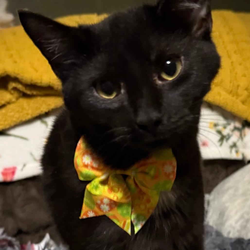 Enlarge Byrin, a Adoptable Domestic Short Hair in Lancaster, OH image 1/3