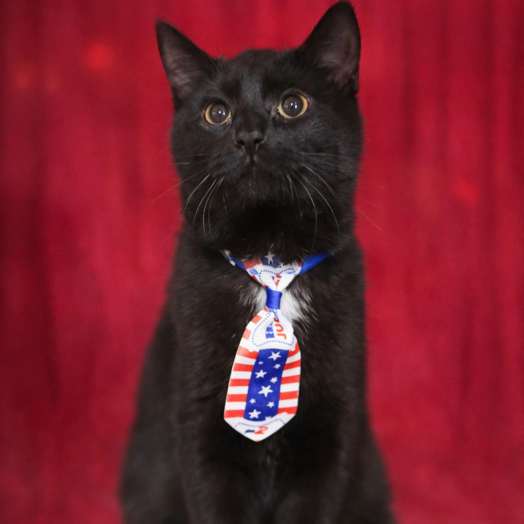 Byrin, Adoptable, Young Male Domestic Short Hair.