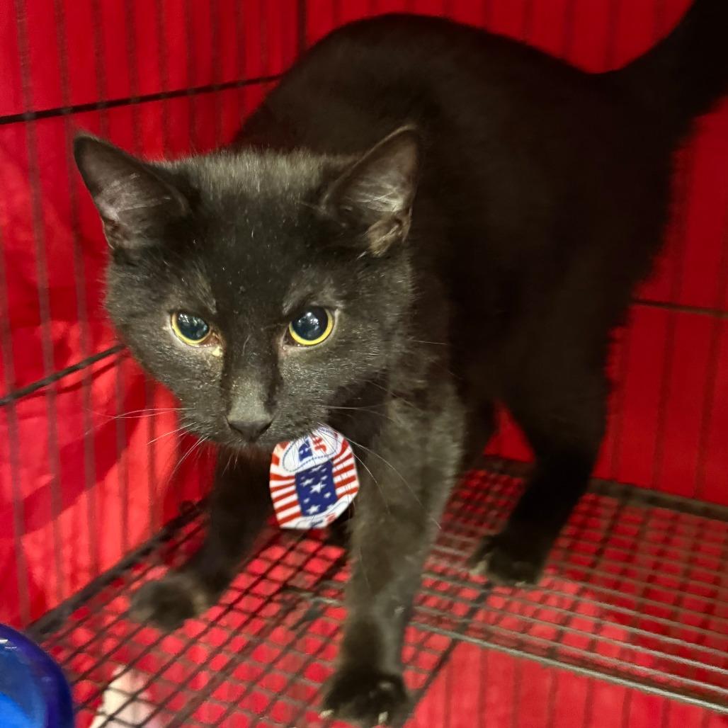 Enlarge Byrin, a Adoptable Domestic Short Hair in Lancaster, OH image 2/2