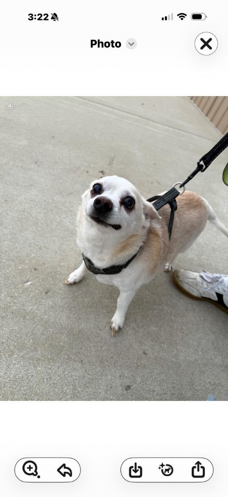 Enlarge Jose, a Adopted Chihuahua in Centralia, IL image 1/1