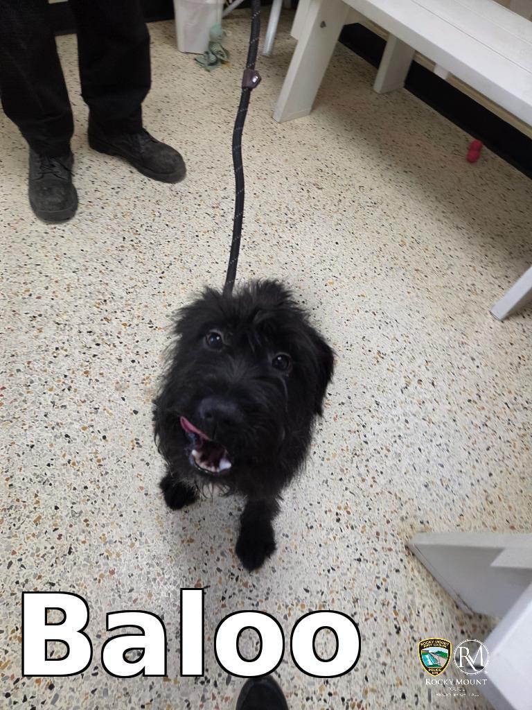 Baloo, Adoptable, Young Male Maltese.