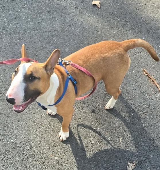 Enlarge 26-033 Ellie Mae, a Adoptable Bull Terrier in New York, NY image 1/1