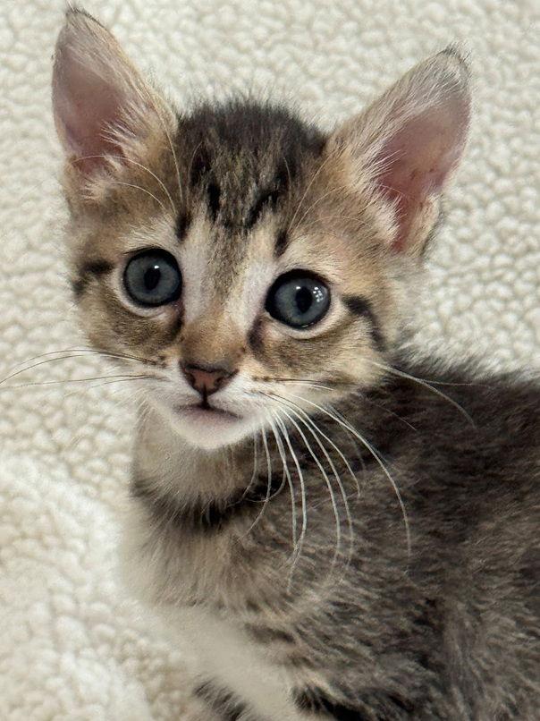 Squeak, Adoptable, Kitten Female Domestic Short Hair.