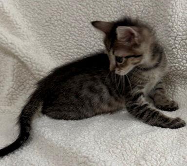 Enlarge Squeak, a Adopted Domestic Short Hair in Nashville, TN image 2/3