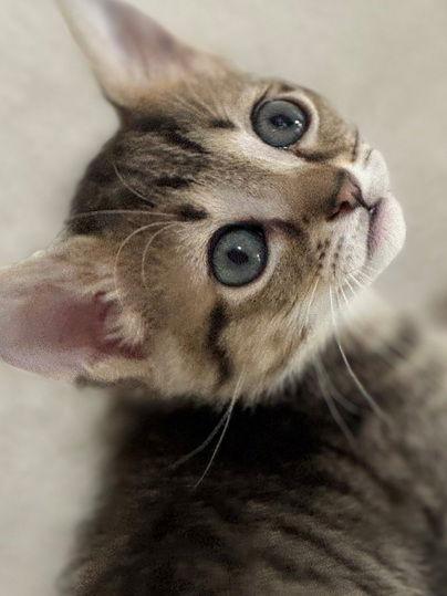 Enlarge Squeak, a Adopted Domestic Short Hair in Nashville, TN image 3/3