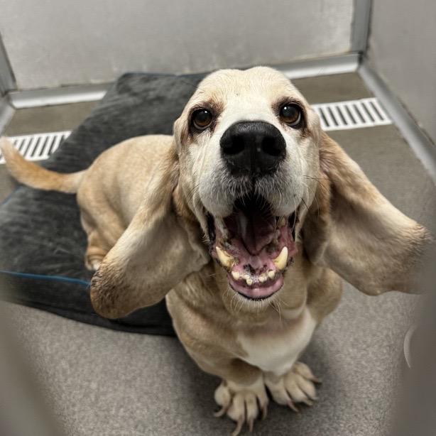 Enlarge Red, a ADOPTABLE Basset Hound in Milwaukee, WI image 1/4