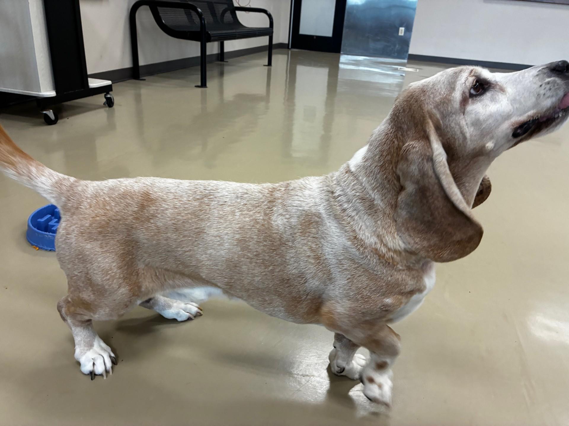 Enlarge Red, a ADOPTABLE Basset Hound in Milwaukee, WI image 3/4